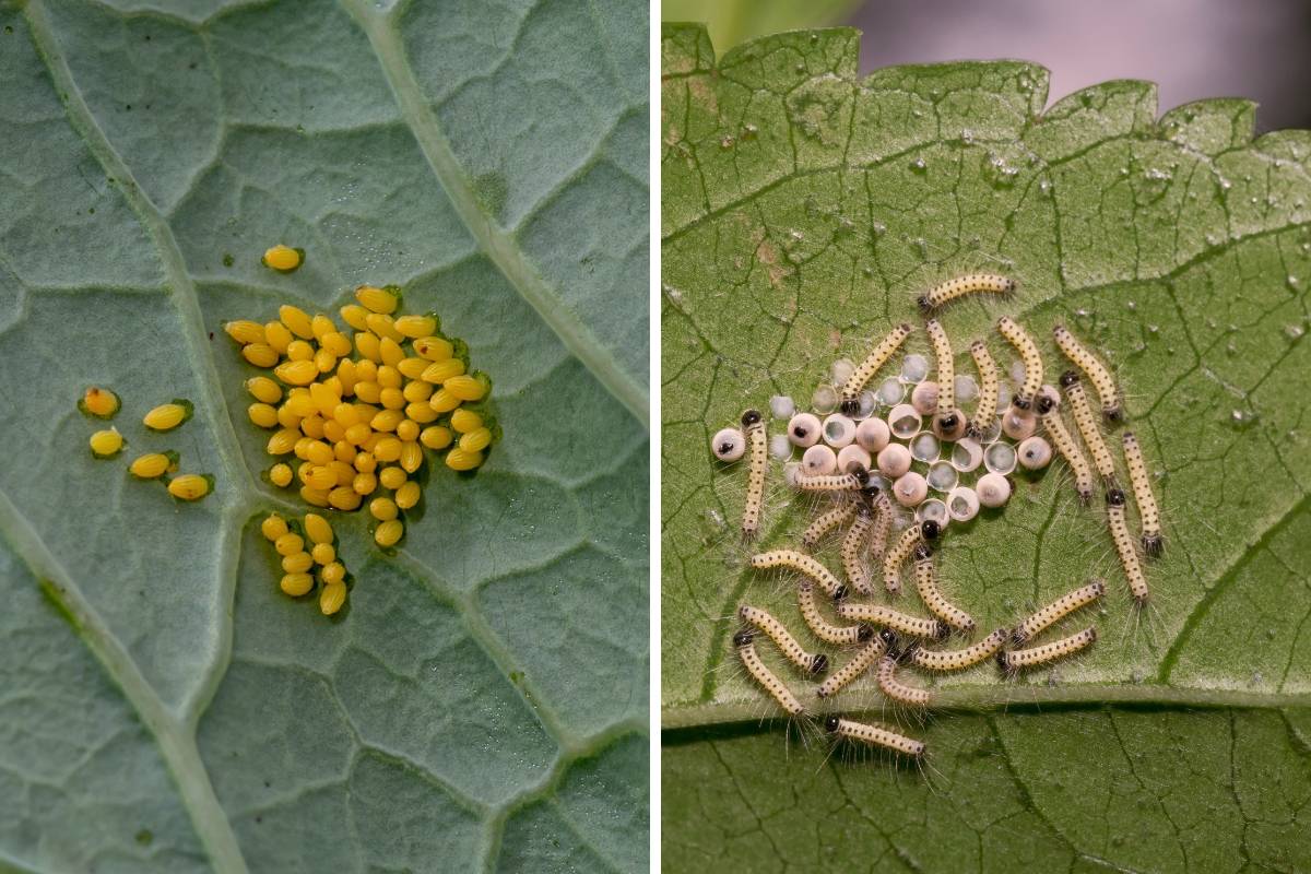 Controlling Caterpillars in the Veggie Garden The Seed Collection